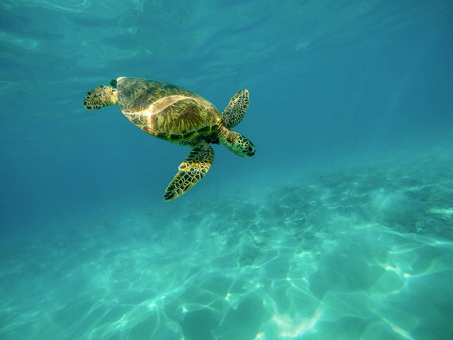 Bundaberg Sea Turtle