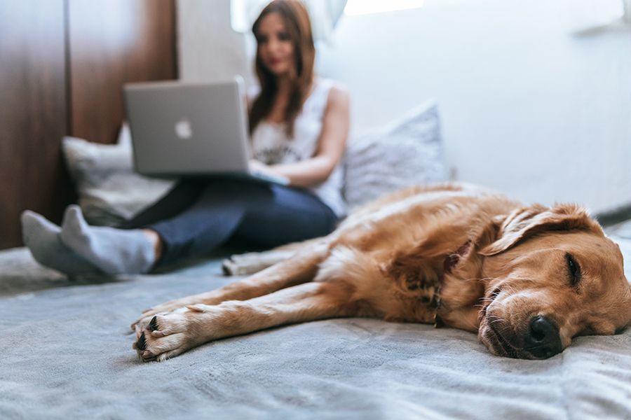 Working From Home Australia