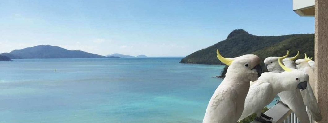 Whitsundays view with Australian birds